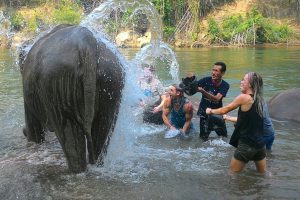 Discover the 3 Best Elephant Sanctuaries in Kanchanaburi