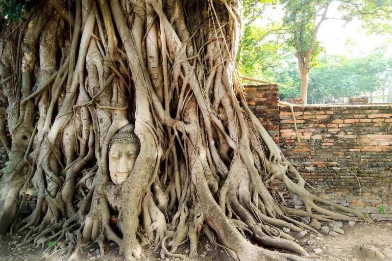Buddha Head Entangled By Bodhi Tree At Wat Mahathat, Ayutthaya Historical Park