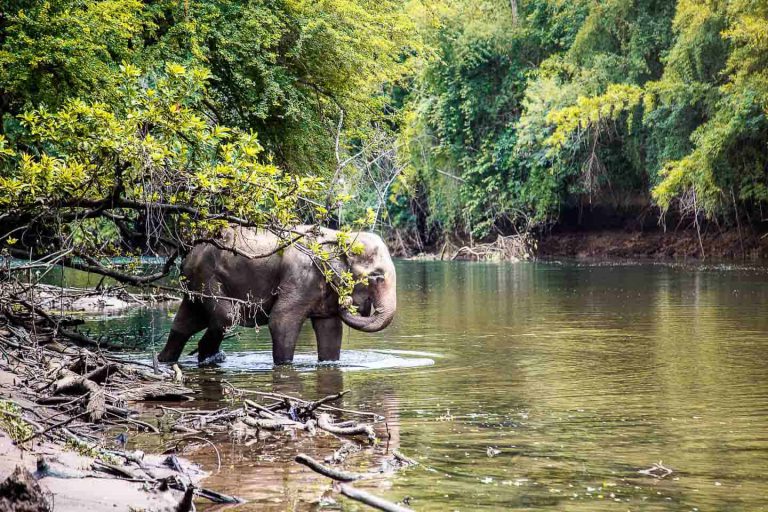 Elephant Enjoying Its Time By The River Kwai In Kanchanaburi At Elephant World 1