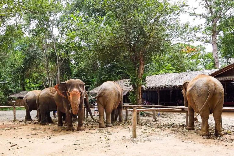Elephant Haven, Kanchanaburi