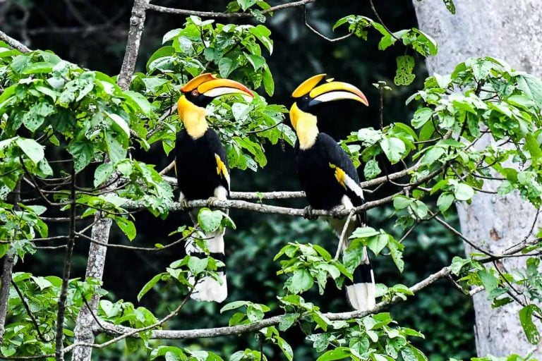 Hornbill Sighted During Birdwathing Tour In Khao Yai National Park