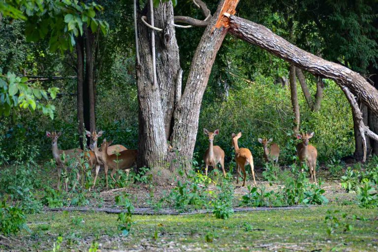 Salak Phra Wildlife Sanctuary, Kanchanaburi Tour 4