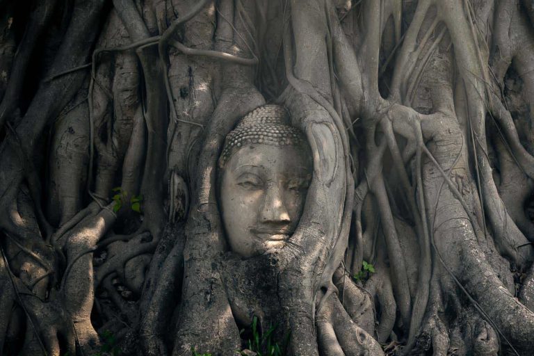 The Head Of Buddha Statue Entangled In Bodhi Tree In Ayutthaya Historical Park Thailand