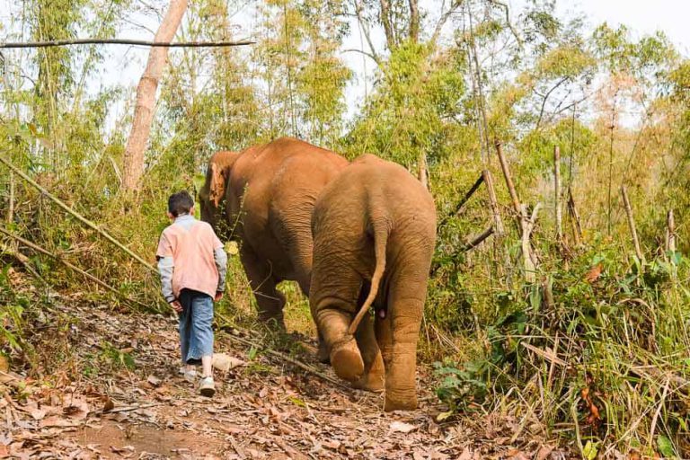 Walk with elephant at Toto Elephant Sanctuary