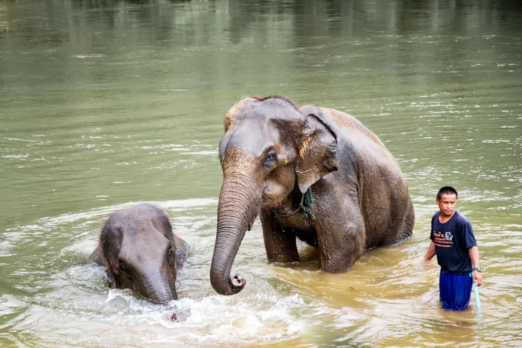 floating market damnoen saduak & elephant experience