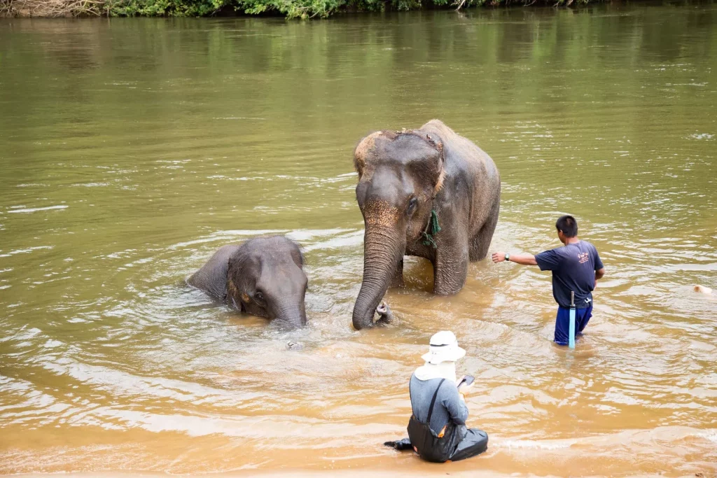 floating market damnoen saduak & elephant experience