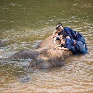 floating market damnoen saduak & elephant experience